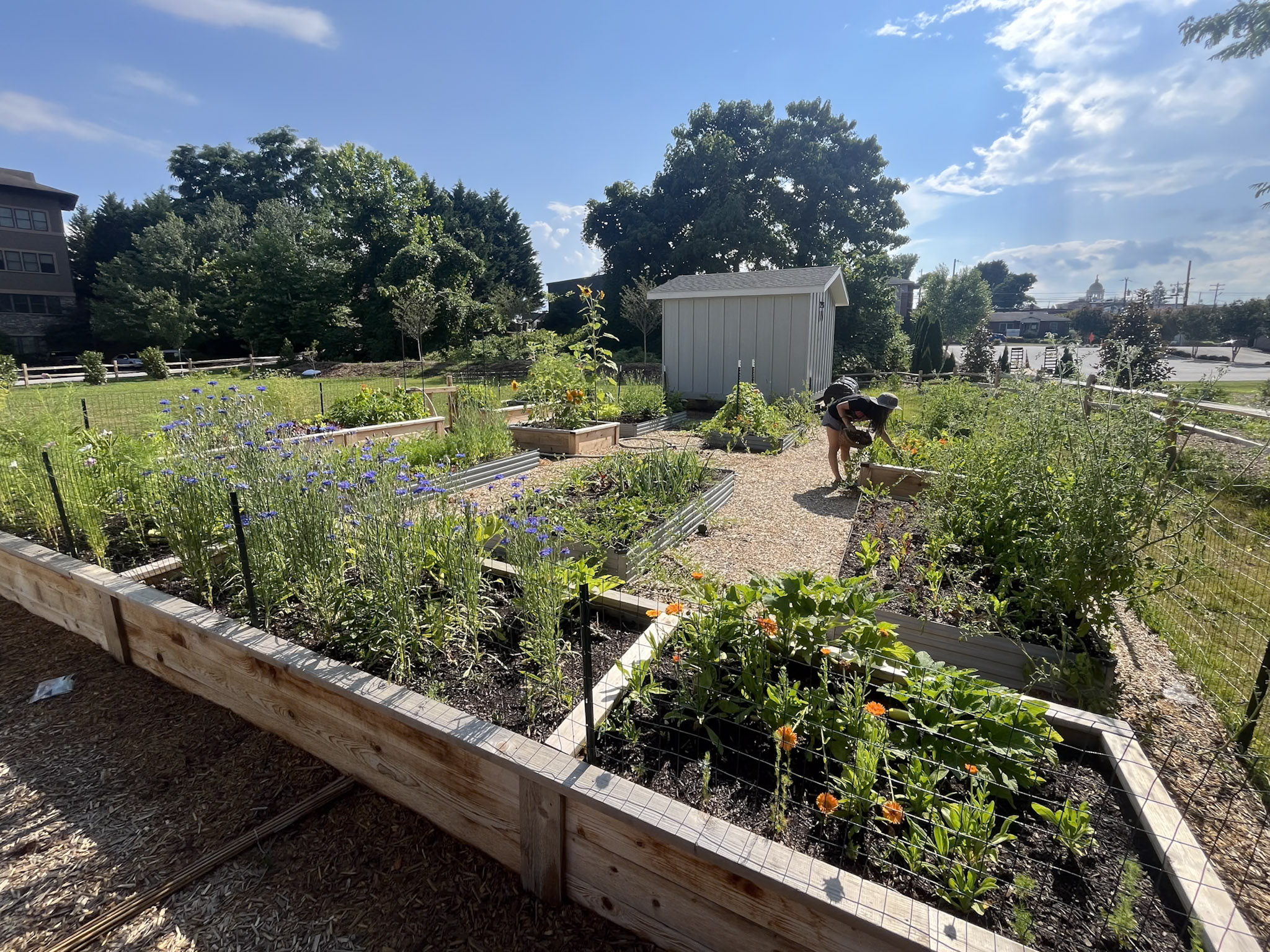 Garden